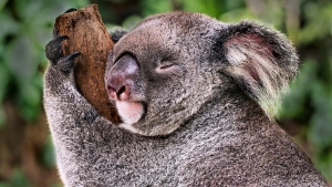 Schlafender Koala